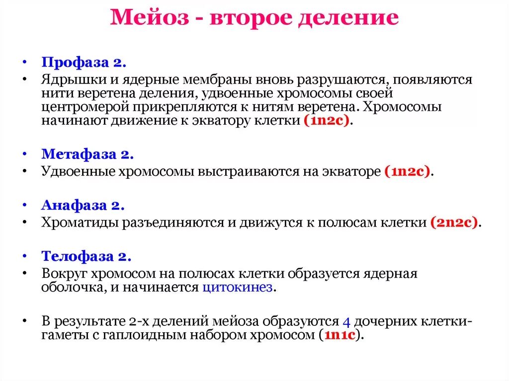 Фазы мейоза 2 деление. Фазы мейоза 1 деление 2 деление. Фазы и стадии мейоза 2. Первое и второе деление мейоза кратко таблица.