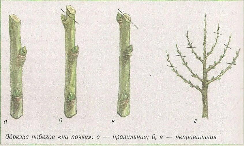 Можно ли обрезать побеги