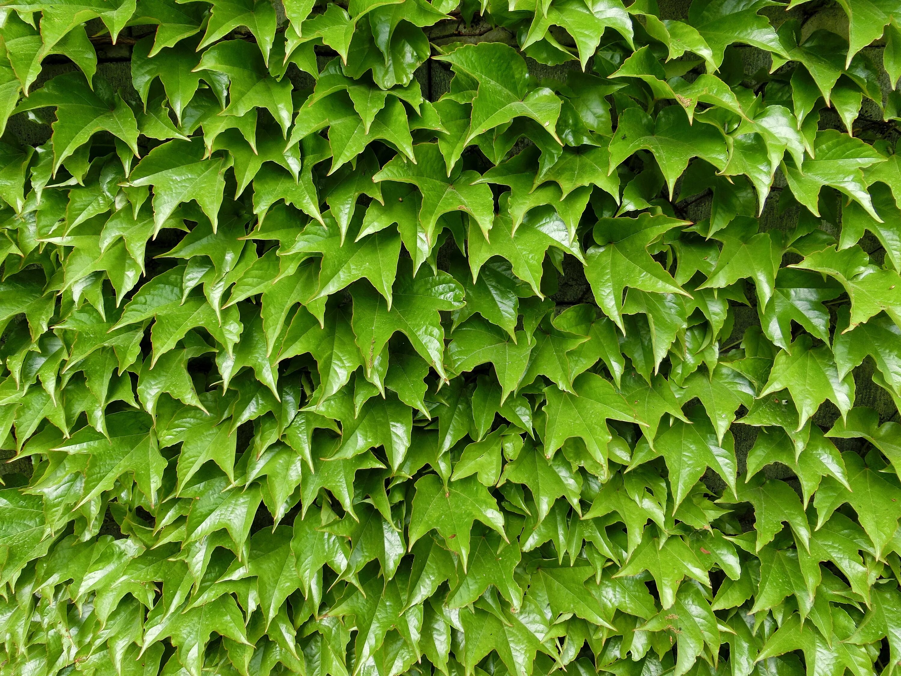 Плющ Гринхарт. Плющ Hedera. Плющ sagittaefolia. Плющ разновидности