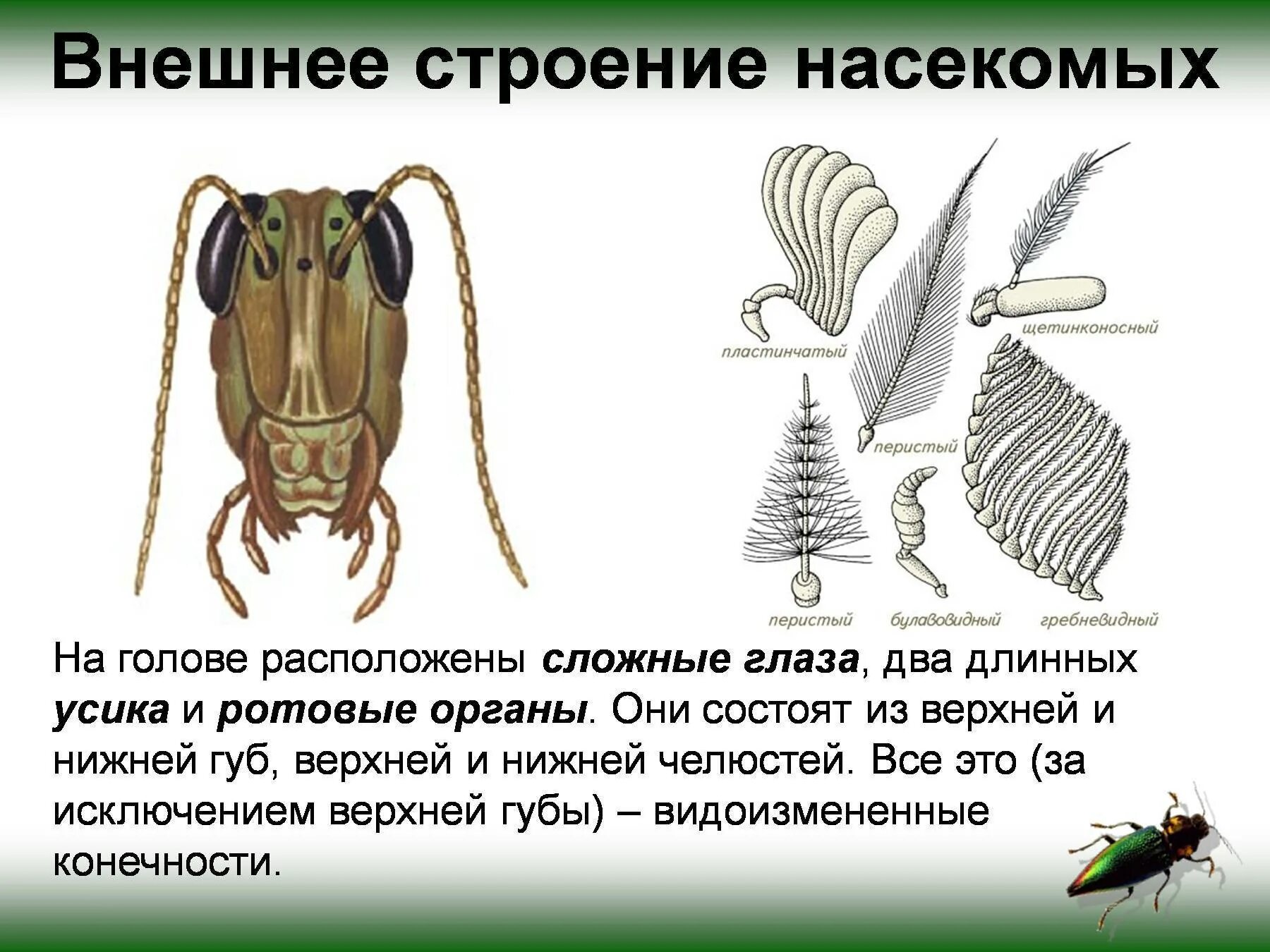 Строение головы насекомых. Класс насекомые внешнее строение насекомых. внешнее и внутреннее строение насекомых 7 класс биология. ротовые органы насекомых функции. ротовые органы насекомых 7 класс биология.