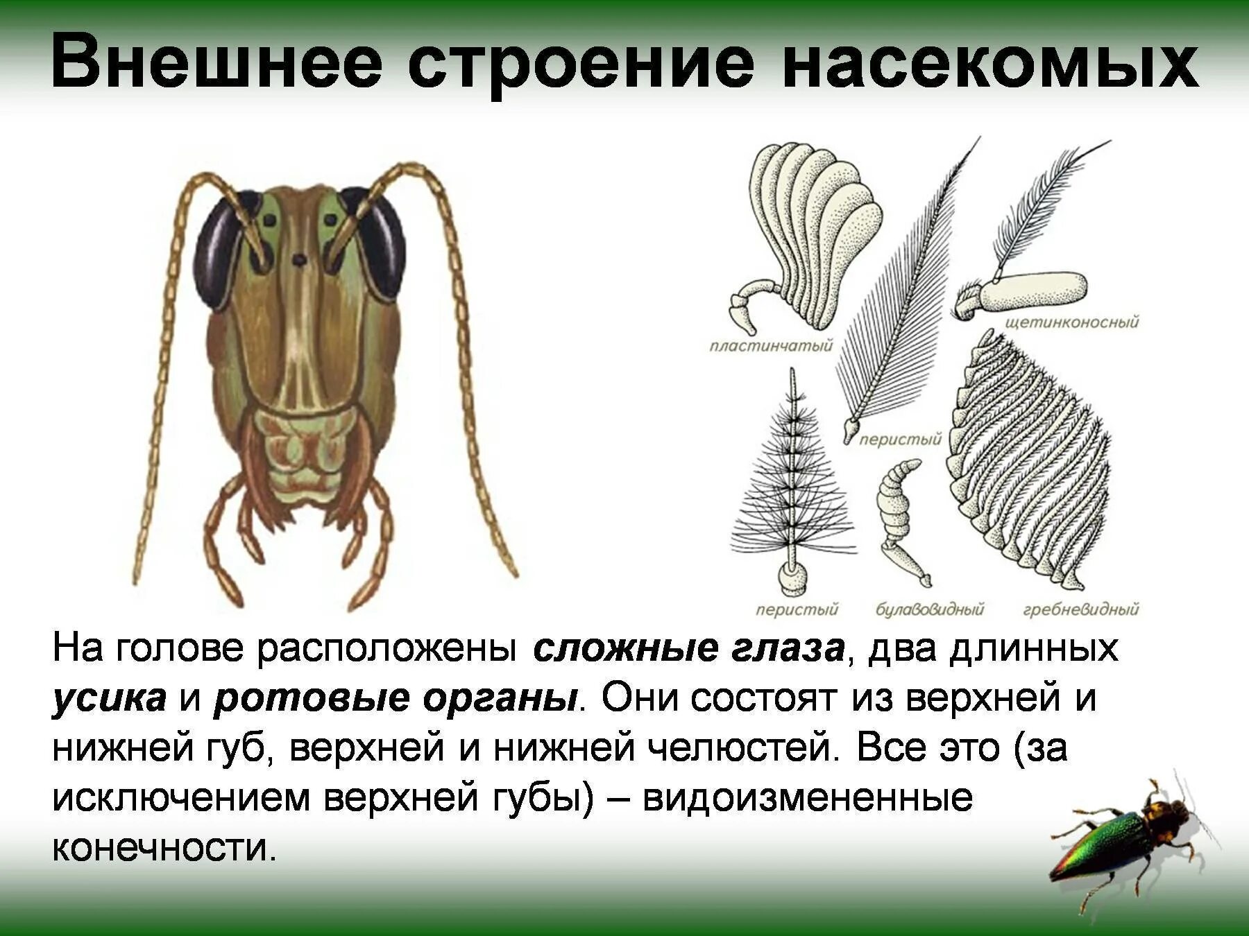 Ротовые органы насекомых 7 класс биология. Внешнее и внутреннее строение насекомого биология 7 класс. Строение насекомых. Внешнее строение насекомых.