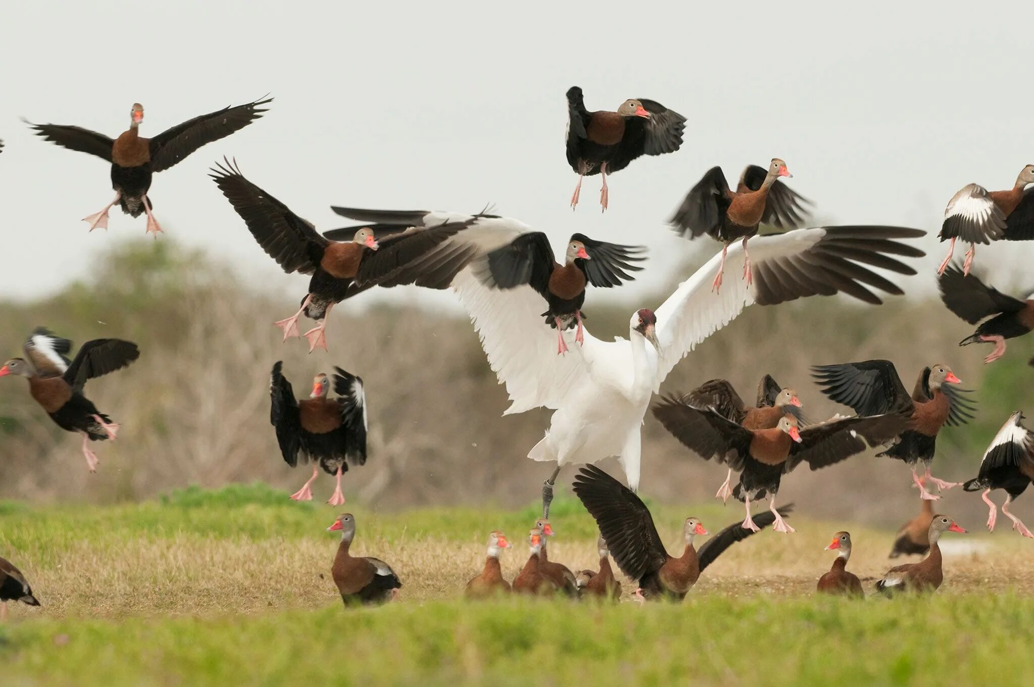 12 birds. Стая аистов. Журавли и карлики. 6 Журавлей. Стая птиц Африка.