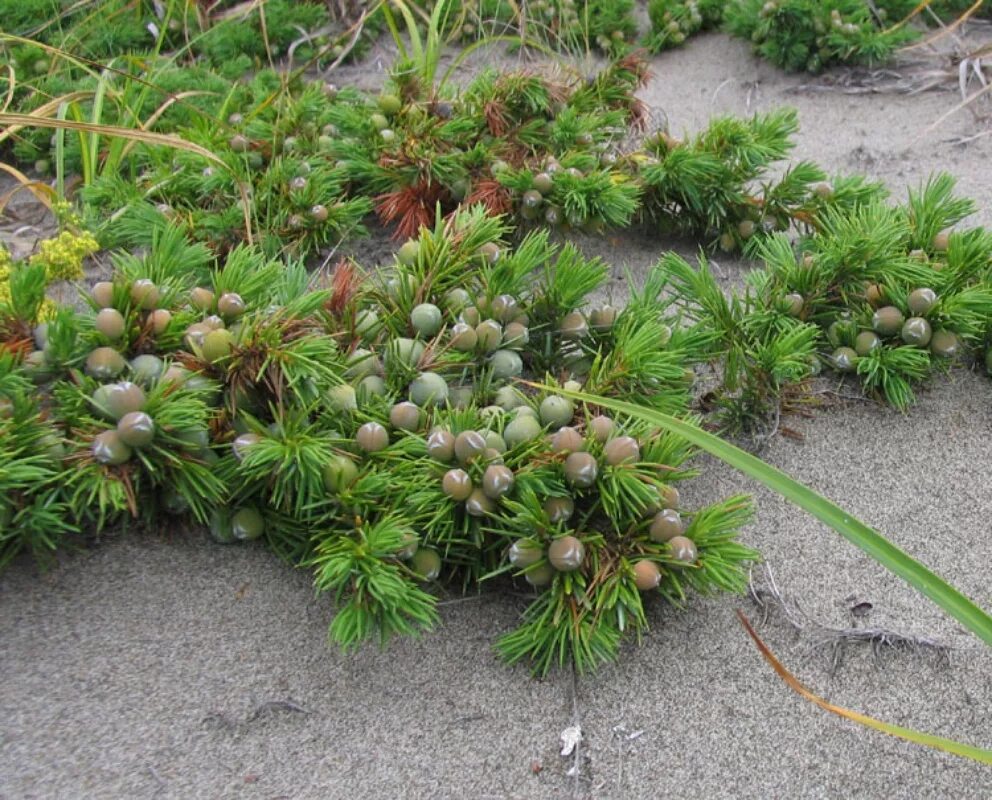 Juniperus sibirica - Image of an specimen - Plantarium