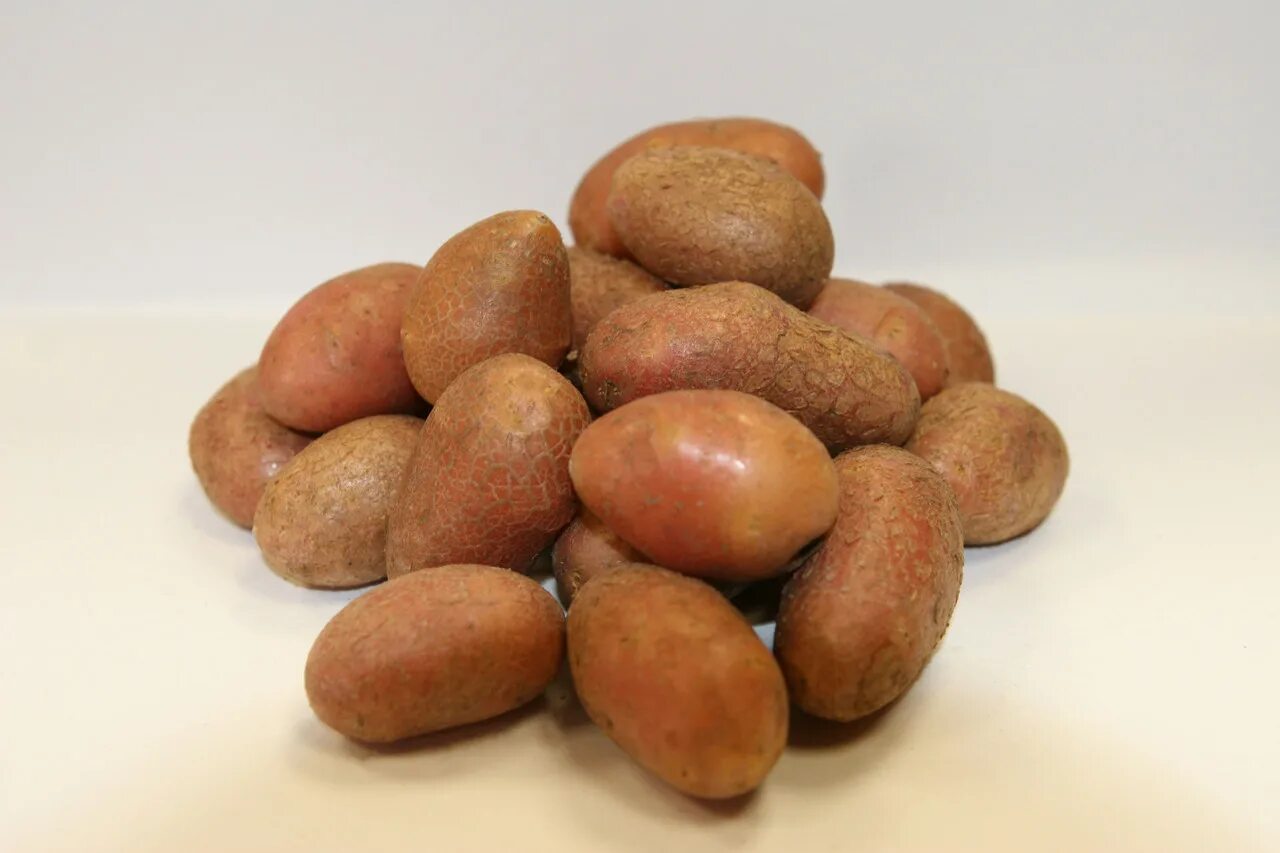 Какие семена картошки. Семена картофеля. Семенная картошка. Картофельные семена. Семена картофель семенами.