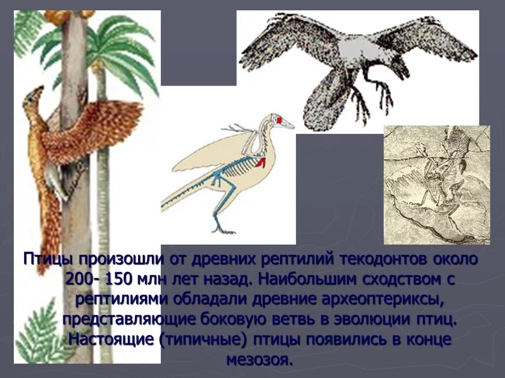 Происхождение птиц. Птицы произошли от древних. Презентация по биологии о птицах. Эволюция птиц.