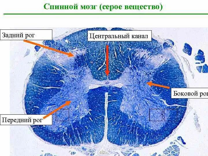 Центральный спинномозговой канал. Поперечный срез спинного мозга препарат. Срез спинного мозга гистология. Спинной мозг гистология препарат. Спинномозговой канал гистология препарат.