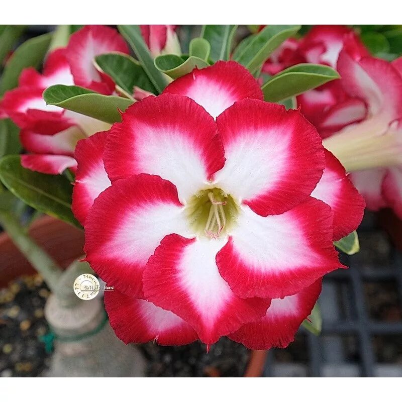 адениум хит интернет. адениум хит интернет. адениум pink moon. адениум ko 120. адениум обесум сорта.