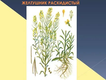 Значение слова раскидистый