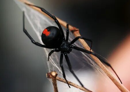 Свитердегі үлкен сиськи