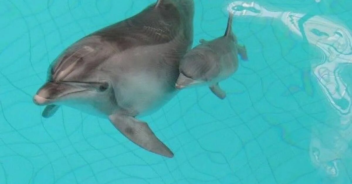 Дельфин с детенышем. Маленький Дельфин. Новорожденные дельфины. Дельфин малыш.