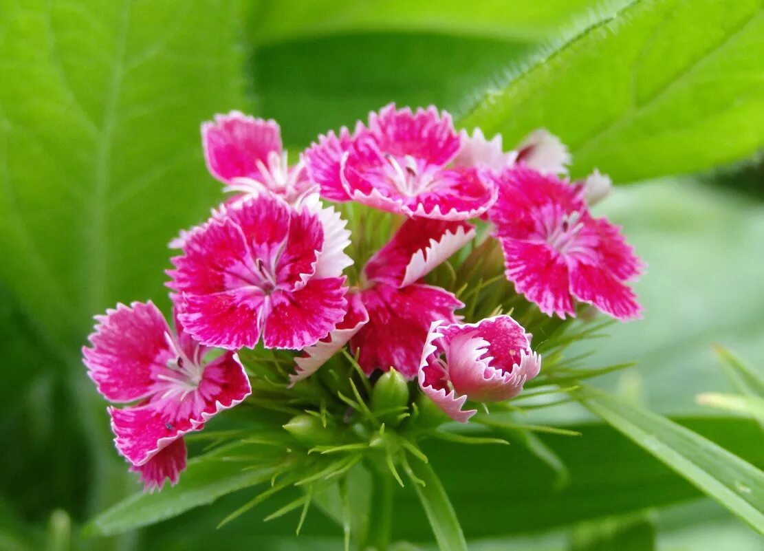 Диантус, гвоздика (турецкая). Dianthus barbatus. Гвоздика турецкая соцветие. Гвоздика турецкая «Холборн Глори». Цветы турецкой гвоздики