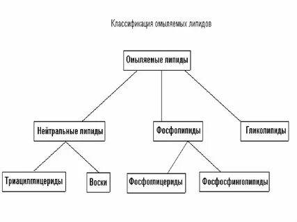 Липиды конспект 10 класс кратко