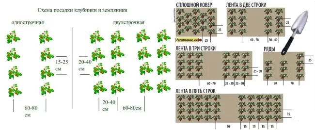 Схема посадки сорта. Схема высадки помидор в открытый грунт. схема посадки клубники на геотекстиль. схема посадки клубники в теплице в грунт. высадка рассады помидор в открытый грунт схема посадки.