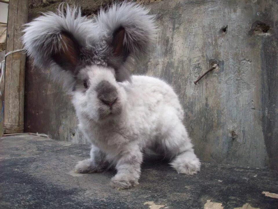 Пушистый ангорский кролик. Ушастый ангорский кролик. Белый ангорский кролик. Кролики порода ангорка.