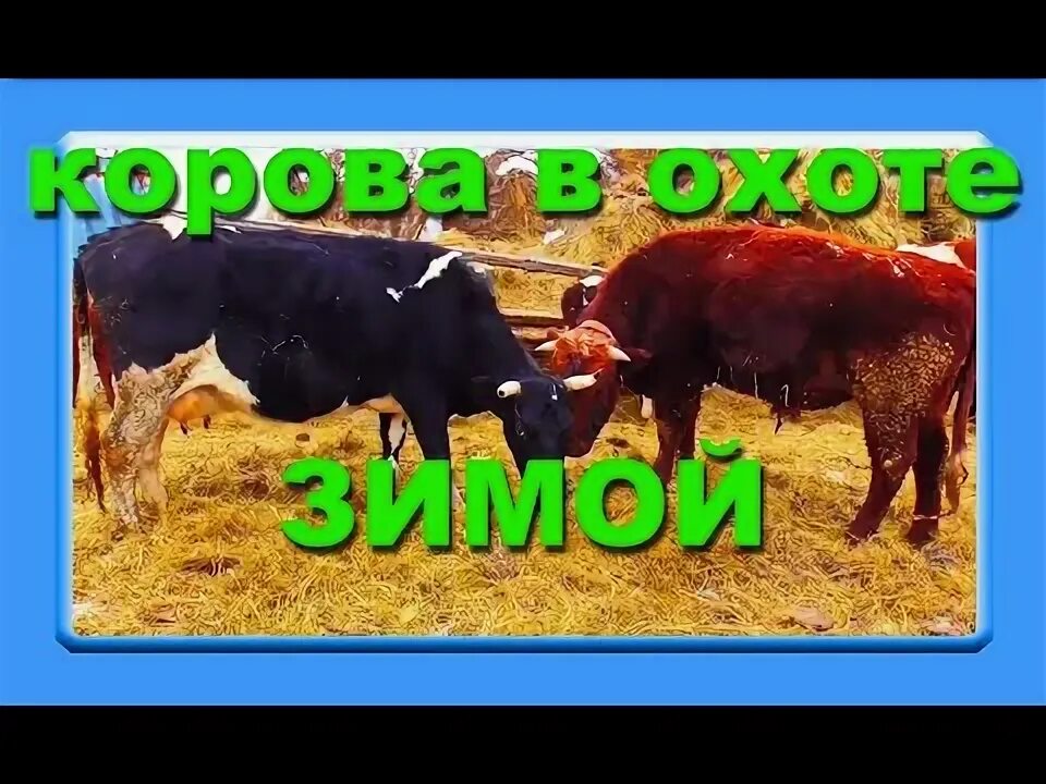Содержание коровы зимой