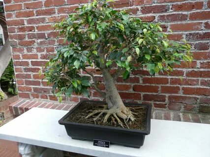 Ficus indica