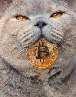 Биткоин кетс