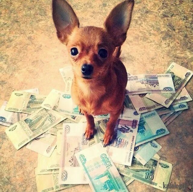 Где самые богатые животные. Богатая собачка. Собака миллионер. Собака Богач. Собака миллиардера.