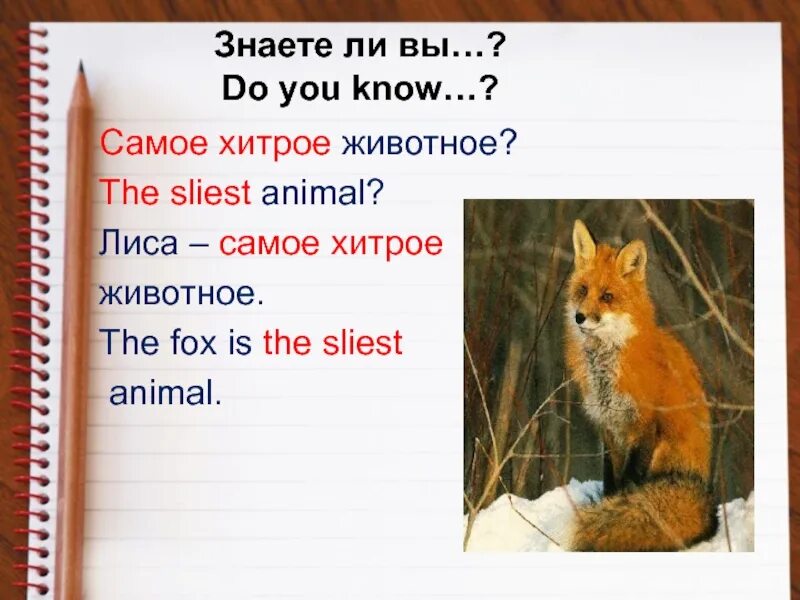 Лисы по английскому. Про лису на английском языке. Описание лисы на англ. Рассказ о животном на английском языке. Транскрипция слова лис