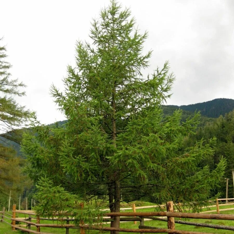 Лиственница комарова. Лиственница Larix kaempferi. Лиственница тонкочешуйчатая Larix kaempferi. Лиственница японская Кемпфера. Лиственница японская 'Bederkesa'.