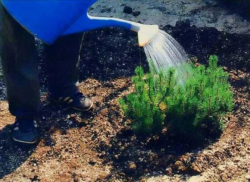 Полив хвойных весной. Мульчирование туи Смарагд. Полив хвойных. Опрыскивание хвойных. Полив хвойников.