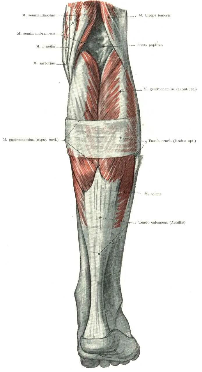 Canalis cruropopliteus анатомия. Мышцы голени топография. Послойной анатомия голени. Топография голени топографическая анатомия.