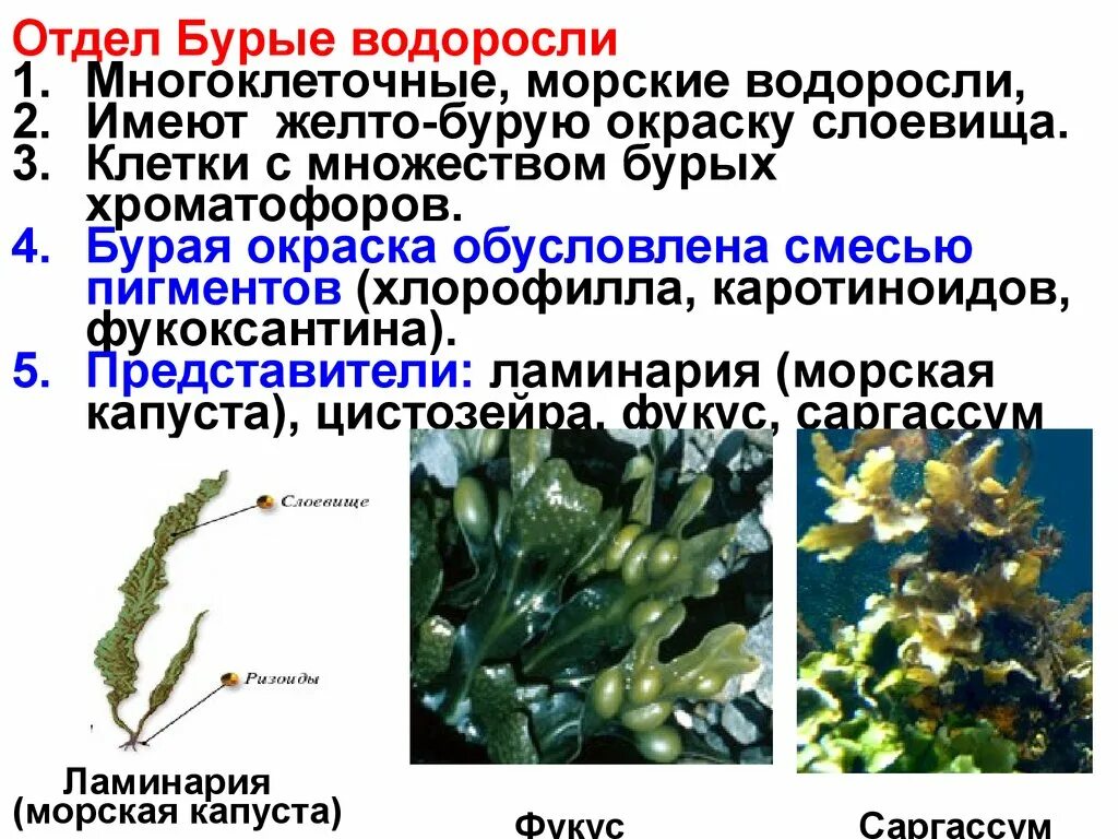 Термины водорослей. Фукус таллом. Ламинария (отдел бурые водоросли). Пигменты бурых водорослей хлорофилл. Фукус порфира Ульва.