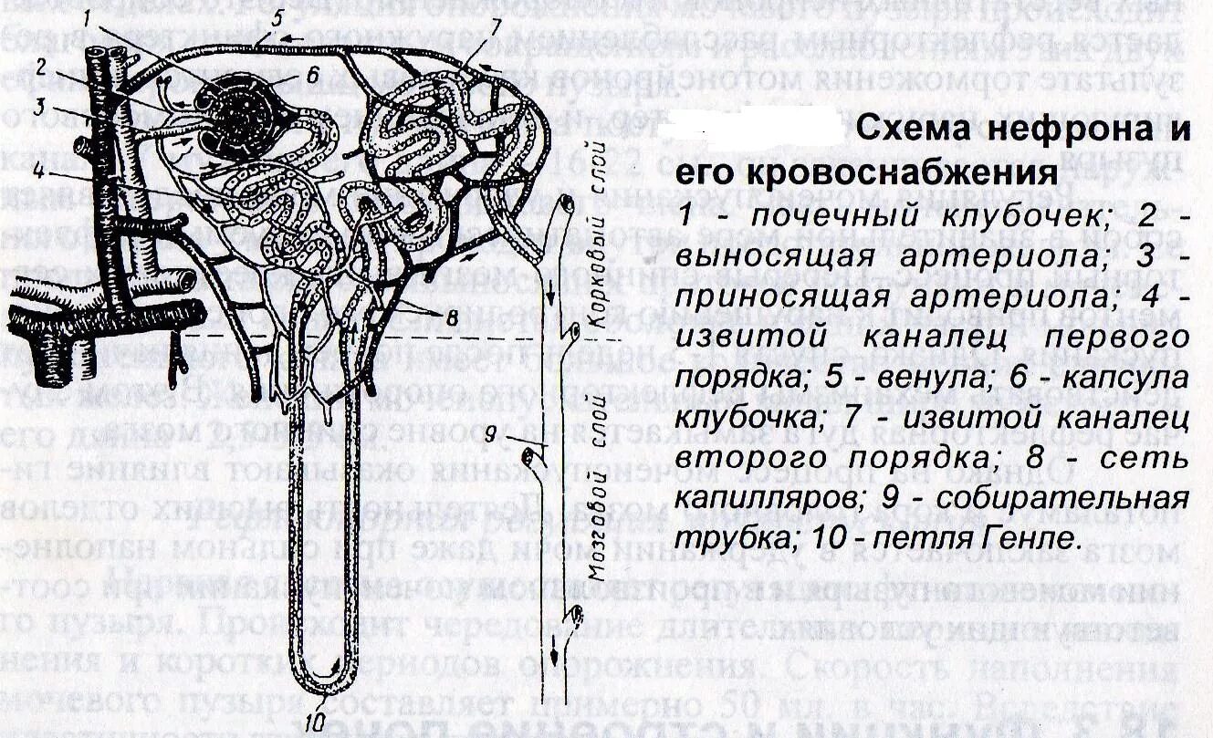 Капиллярный клубочек почечная лоханка почечный каналец. Схема строения и кровоснабжения нефрона. Схема строения нефрона. Строение нефрона и мочевыводящих канальцев почки схема. Строение нефрона гистология.