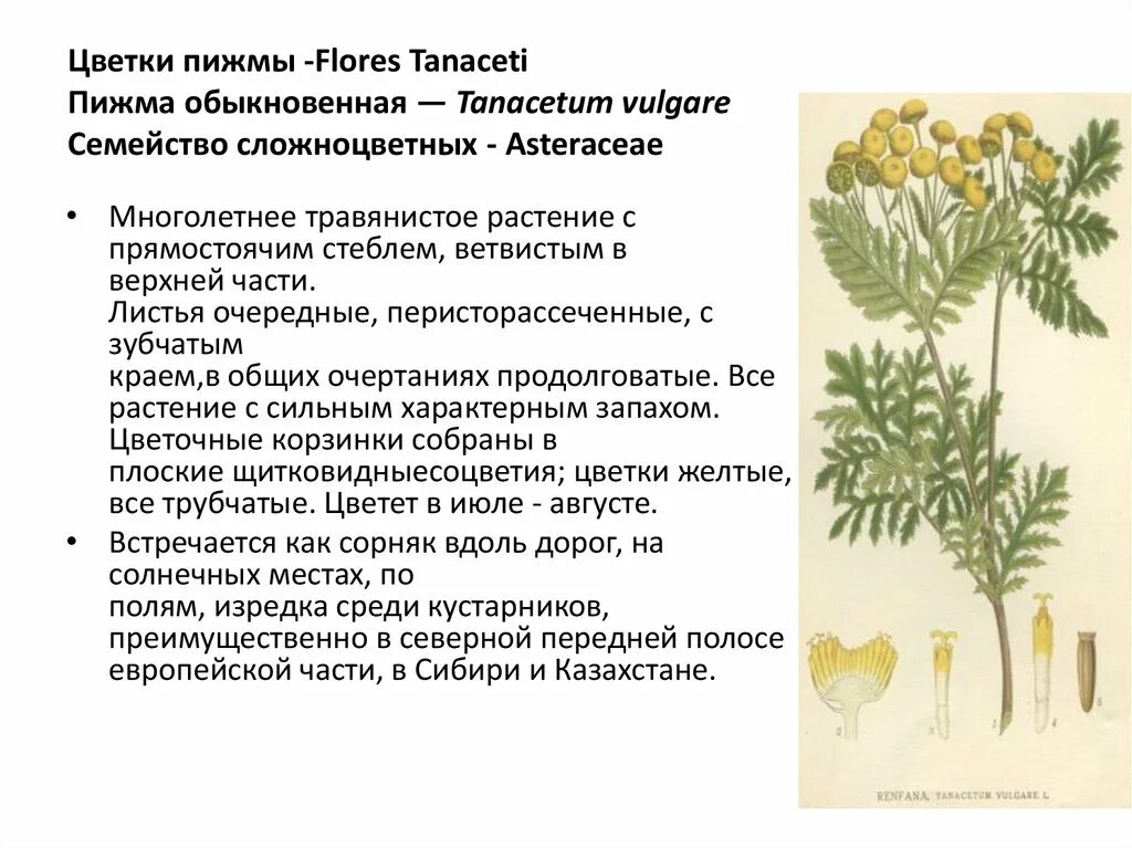Цветки пижмы лрс. Пижма как собирать. Пижма как собирать. Пижма как собирать. Лекарственные растения пижма обыкновенная.