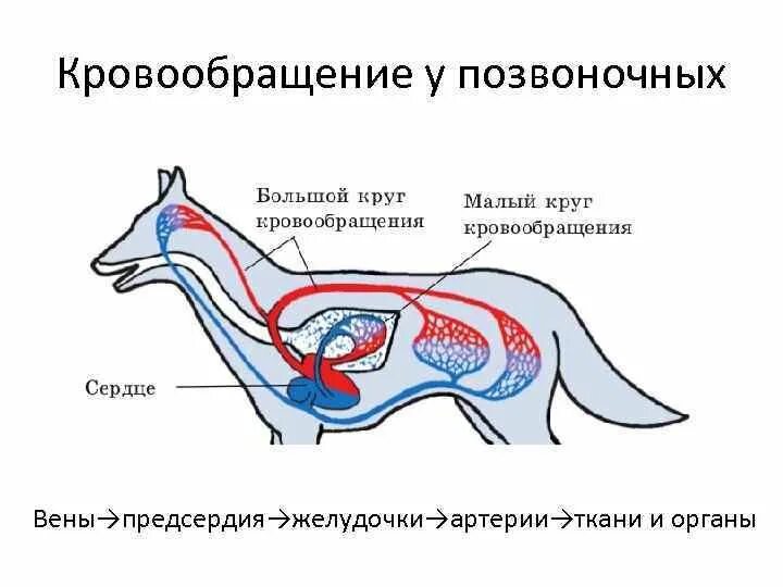 Кровеносная система млекопитающих 8 класс. Строение кровеносной системы собаки схема. схема строения кровеносной системы млекопитающих. круги кровообращения млекопитающих схема. кровеносная система млекопитающих 7 класс.