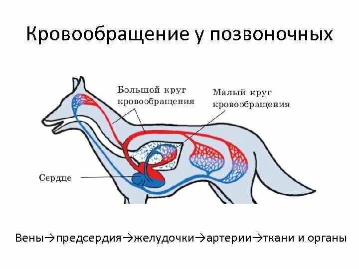 Строение кровеносной системы собаки схема. Кровеносная система млекопитающих схема. Строение кровеносной системы позвоночных. Схема строения кровеносной системы млекопитающих. Особенности кровообращения млекопитающих