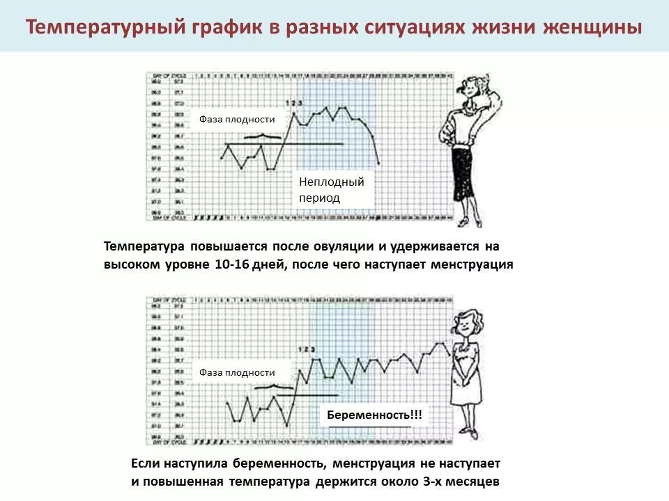 График БТ при беременности до задержки. График базальной температуры не беременной женщины. Базальная температура и беременность графики. График базальной температуры при беременности.