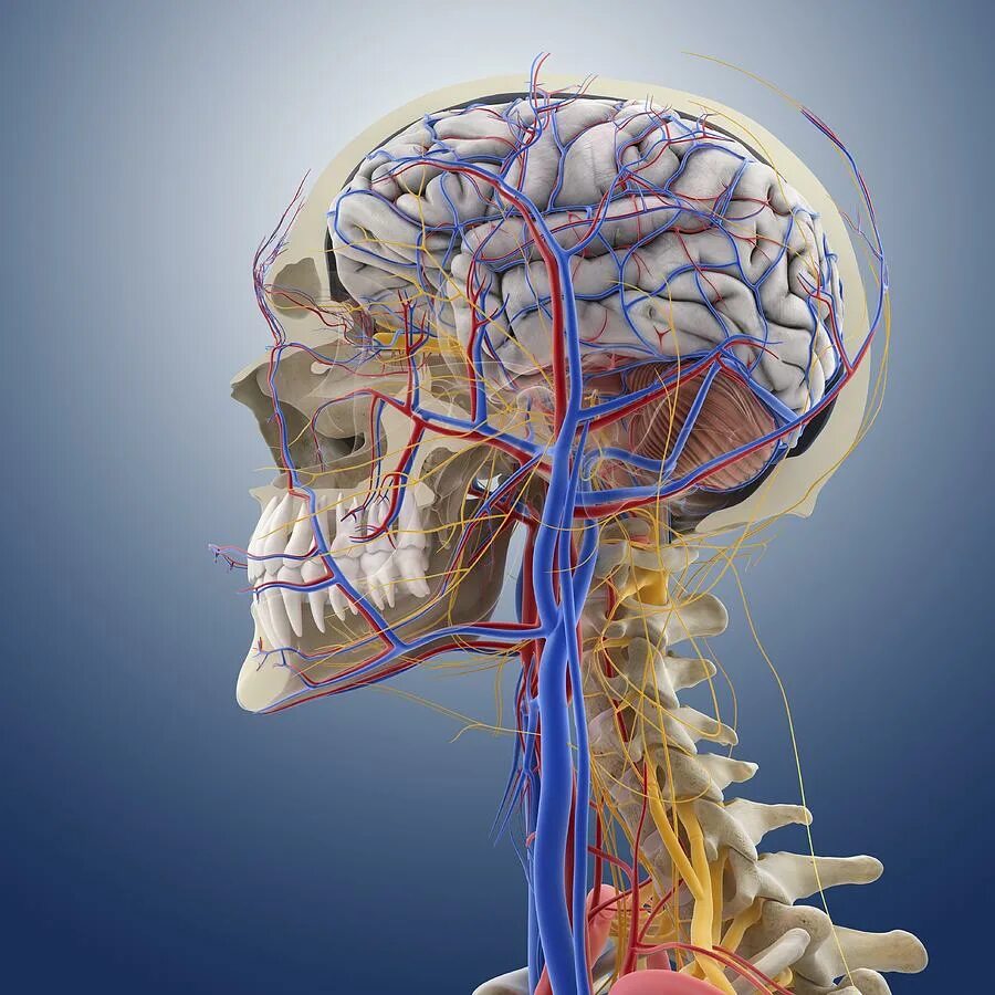 Голова головной мозг шея. Воробьев анатомия и шея. The Spinal nerves head and Neck. Arteria Axis.