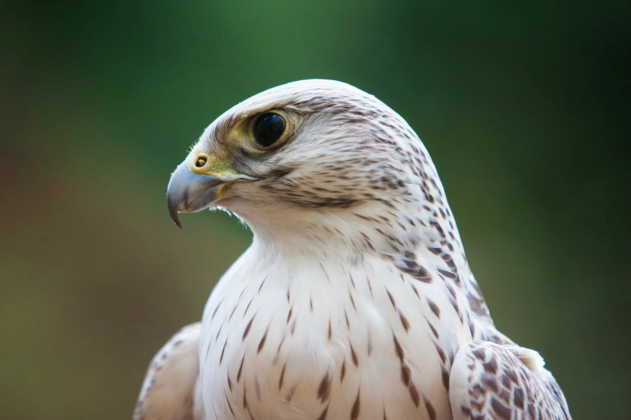 Gyrfalcon Falco rusticolus Birds of prey, Birds, Raptor bird of prey
