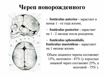 Объем черепной