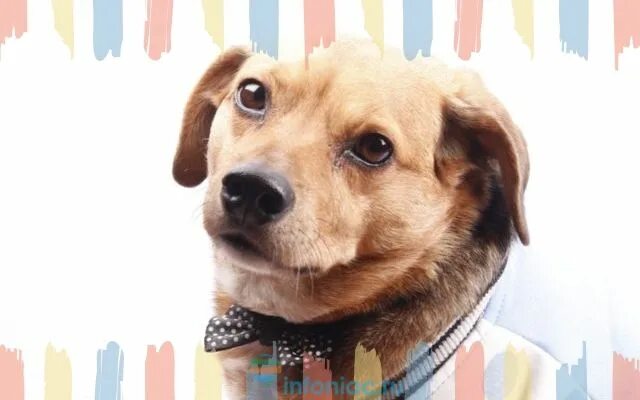 Собака крутится. Щенок овчарки гифка. Собака голден с повернутой головой. Смешные морды собак. Спаниель смешной.