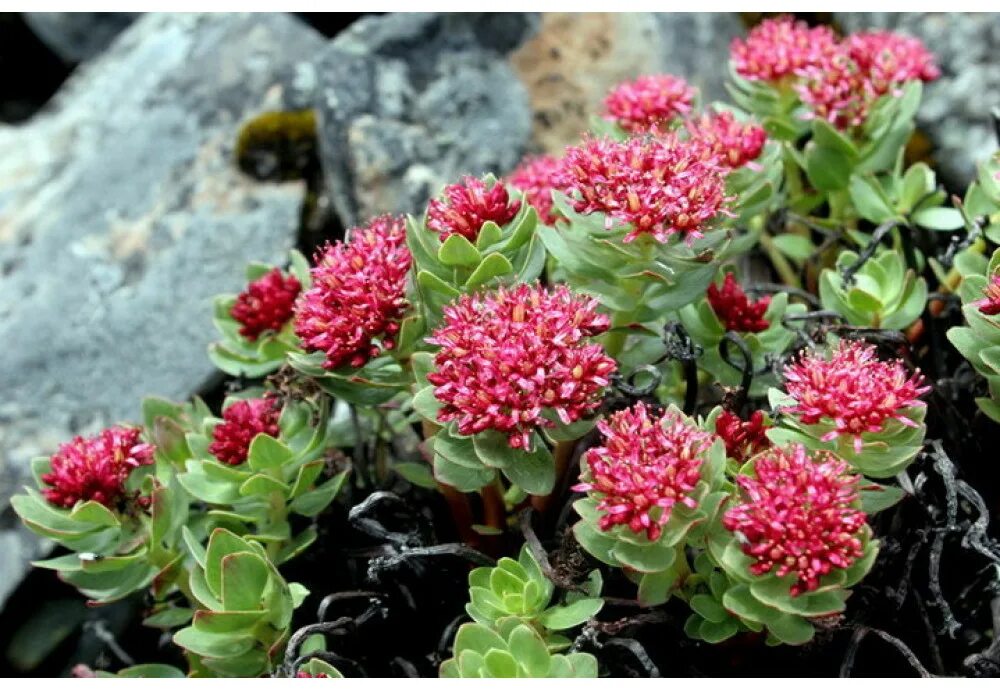 Радиола розовая противопоказания. Родиола розовая Rhodiola rosea. Родиола розовая (Rhodíola rósea). Родиола розовая на Полярном Урале. Родиола Арктическая.