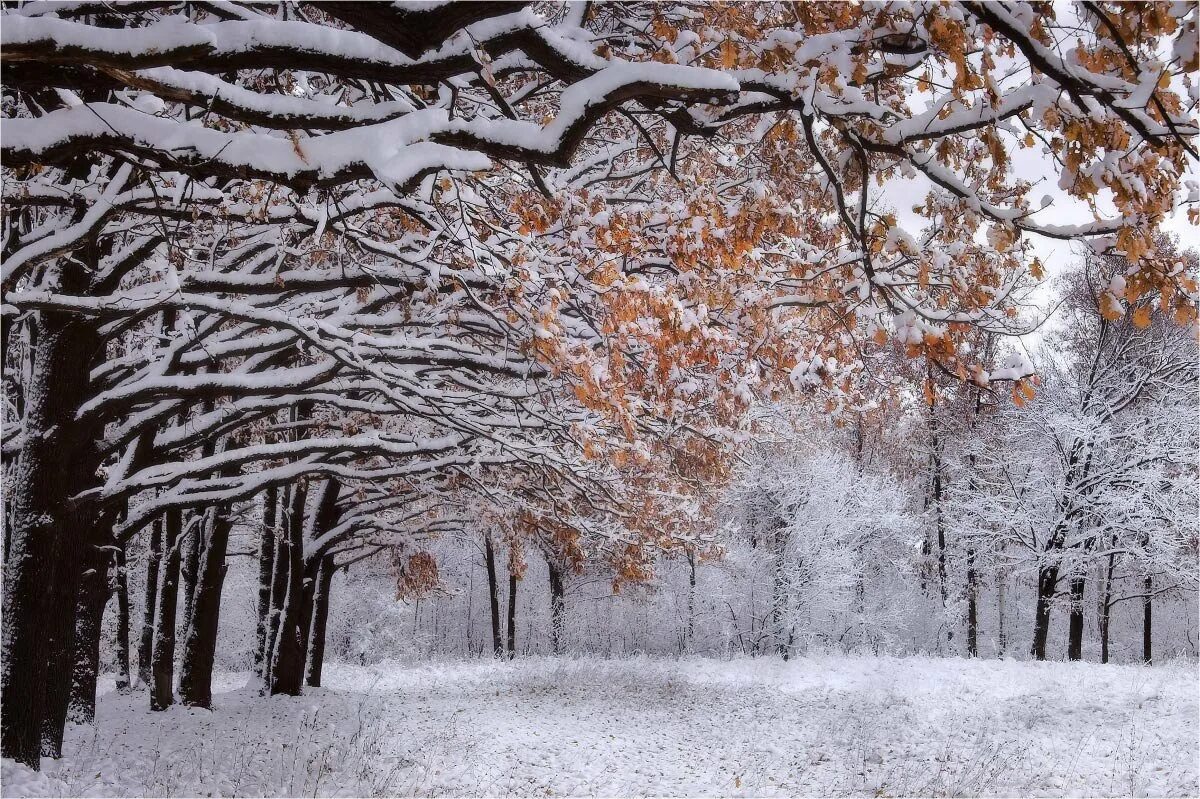Ранняя зима. Ноябрь снег. Осенние деревья в снегу. Зимний лес в ноябре.