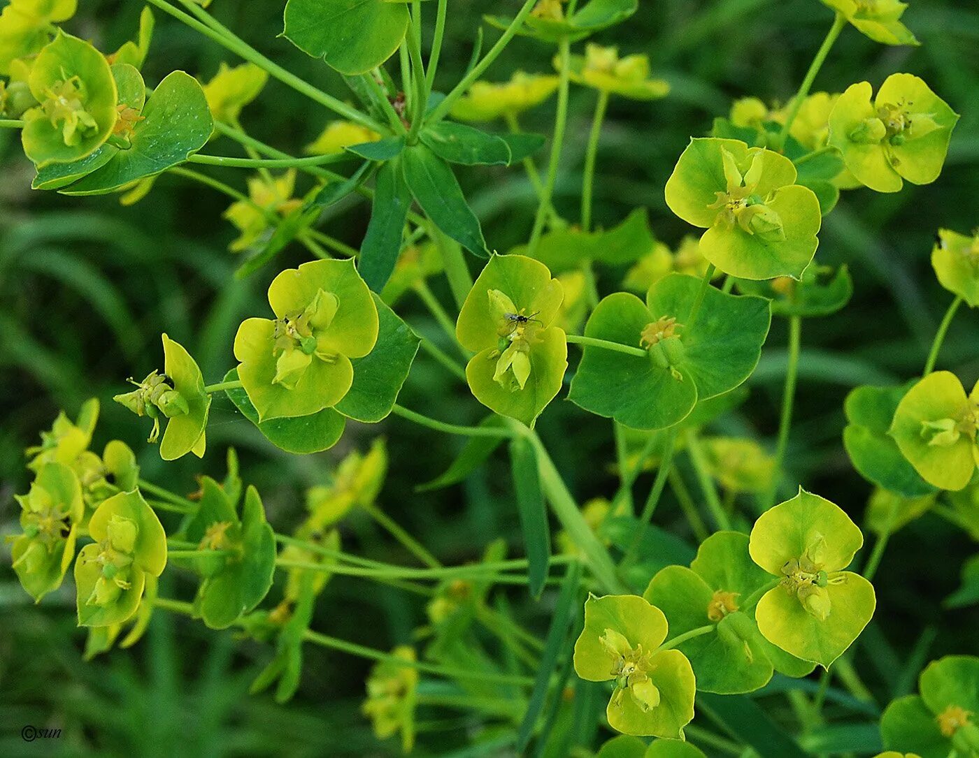 Молочай обыкновенный. Молочай прутьевидный euphorbia virgata. молочай вальдштейна. молочай лозный (euphorbia virgata). молочай вальдштейна сорняк.
