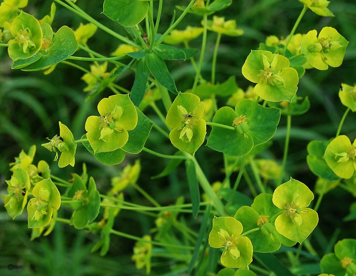 Сорняк молочай. Молочай лозный. Молочай прутьевидный Euphorbia virgata. Молочай Вальдштейна. Молочай Вальдштейна лозный.