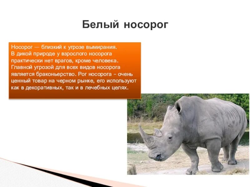 Сообщение на тему белый носорог. Сообщение на тему белый носорог