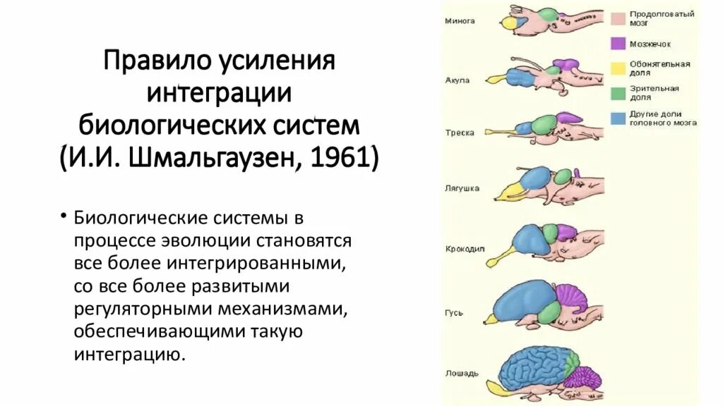 Принцип интеграции биологических систем. Стадии интеграции. Стратегия вперед идущей вертикальной интеграции. Подходы к интеграции программных модулей. Правила интеграции.