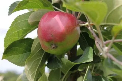 Яблоко кубань