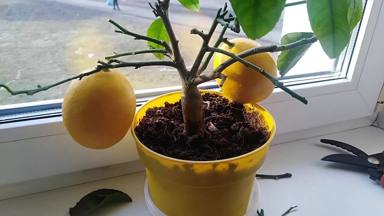 Цитрус (комнатное растение) лимон Мейера. Лимон Мейера Росток. Прорастить лимон. Прорастить мандарин.