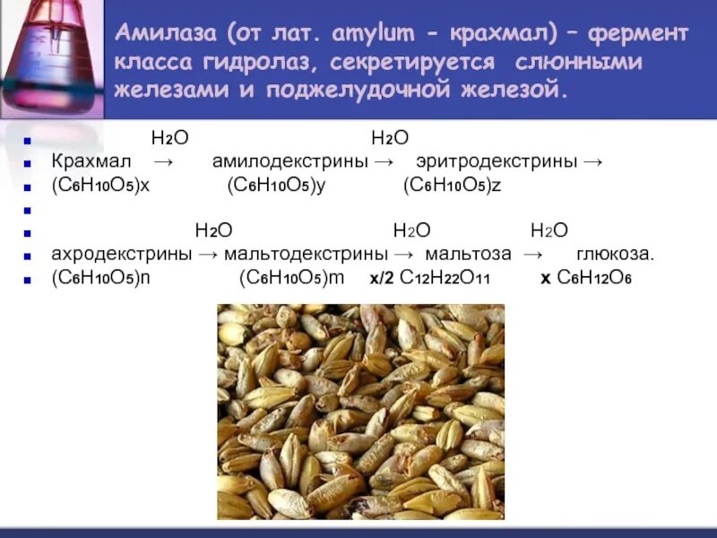 Амилаза фермент поджелудочной железы. Расщепление крахмала ферментами. Осахаривание пшеницы ферментами. Фермент расщепляющий крахмал. Крахмал и амилаза реакция.