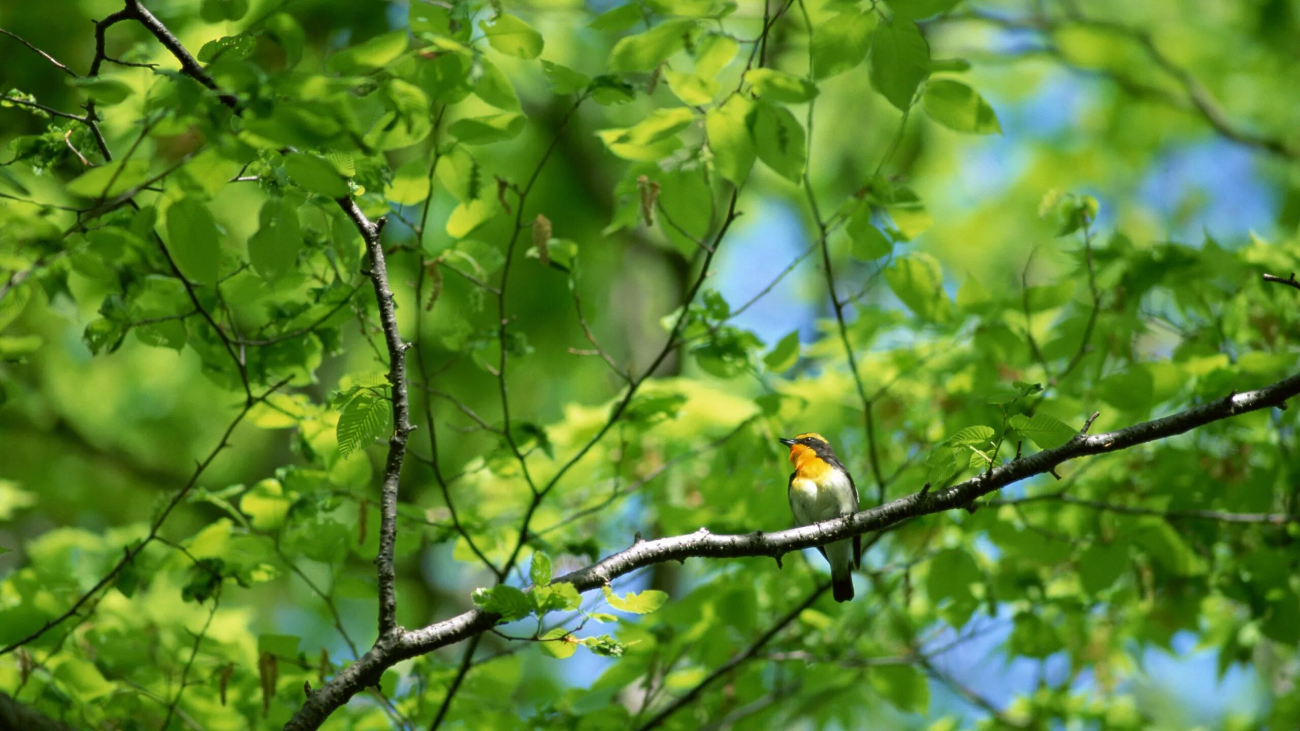 Природа птицы. Птицы в лесу. Весенние деревья в лесу. Birds in russia