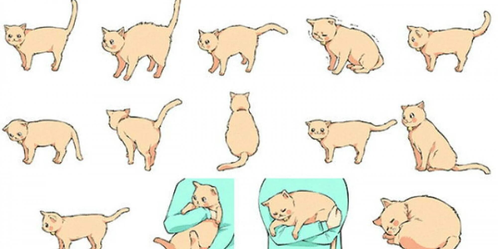 Почему кошка трясется