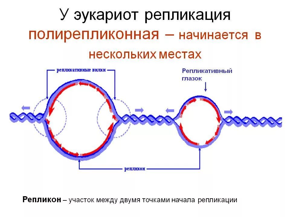 Репликация у эукариот репликационный глаз. Репликация ДНК У прокариот. Репликативная вилка эукариот. Схема репликации ДНК эукариот. Репликация в биологии