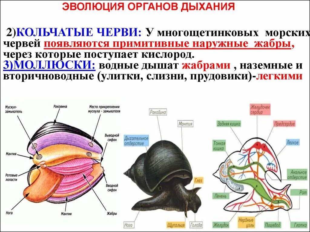 Дыхательная система беспозвоночных. Схему «Эволюция органов дыхания позвоночных». Эволюция дыхательной системы биология 7 класс. Эволюция дыхательной системы беспозвоночных. Функции печени малого прудовика