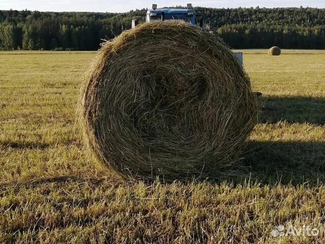 Тюк сена весит. Сено солома. Размер соломенного тюка. Тюк сена вес. Сенокос тюки.